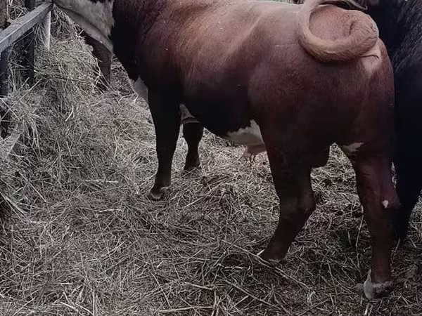 Bulle, Kasachische Weißkopfkuh
