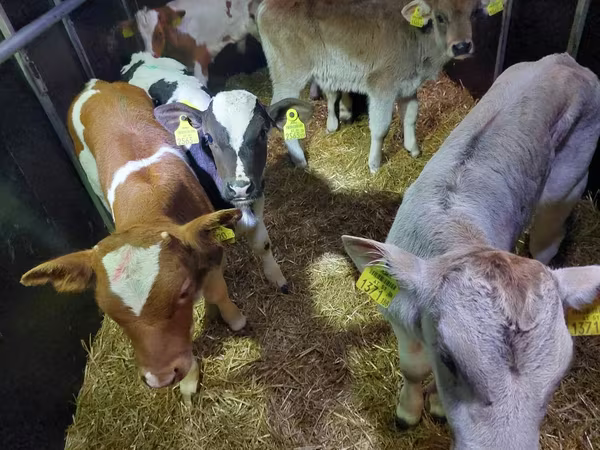 Bulle, Simmental cattle