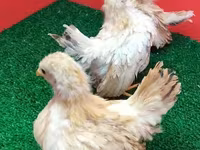 Chickens — Foto 4