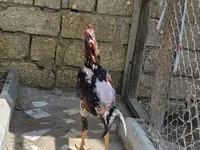 Chickens — Foto 2