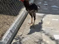 Chickens — Foto 4