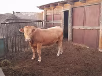 Buqa, Aulieatinsk navi — 2-rasm