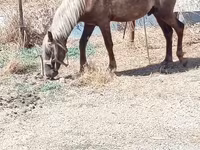 Caballos (lote, sexo no especificado), Caballos — foto 3