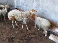 كبش, الأغنام — الصورة 7
