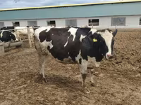 İnək, Russian Black pied cattle — foto 5