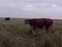Sigir, Latvian Blue cattle — 7-rasm
