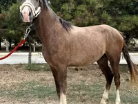 Aygʻir, Arabian horse — 3-rasm