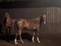 Caballo, Kazakh horse — foto 1