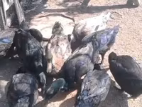 Ducks — Foto 2
