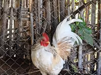 Chickens — الصورة 1