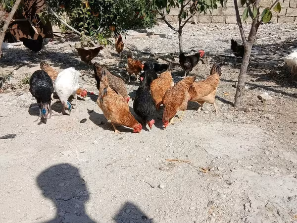 Chickens
