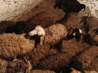 Widder, Schafe — Foto 2