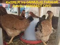 Chickens — 1-сурет