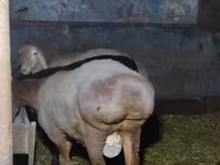 Widder, Arashan sheep — Foto 5