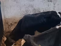Bulle, Russian Black pied cattle — Foto 8