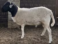 Carnero, Dorper sheep — foto 3