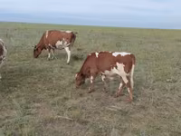 Vaca, Ganado vacuno — foto 2