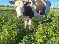 بقرة, Russian Black pied cattle — الصورة 1