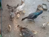 Ducks — Foto 3