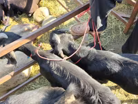 公山羊, Beetal goats — 照片 1