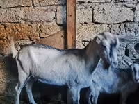 Keçi, Alpine goat — foto 5