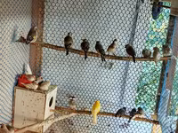 📣 HAZIR TƏSƏRRÜFAT: Premium Quş Kolleksiyası (62 ədəd quş). Bütün — foto 2