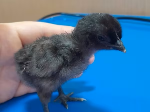 Chickens