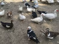 Ducks — 5-rasm
