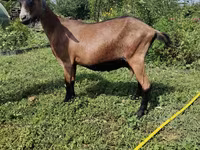 Ешкі, Alpine goat — 2-сурет