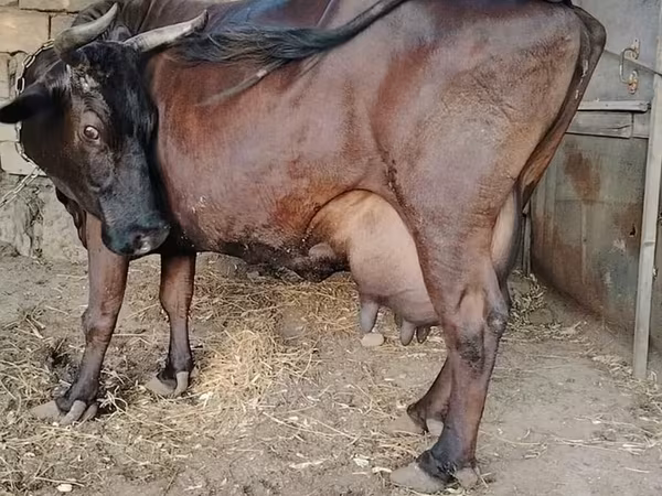 Kuh, Wilder Yak