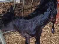 Bovinos (lote, sexo no especificado), Vaca Limousin — foto 4