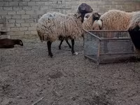 Schaf, Schafe — Foto 5