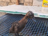 Ducks — 3-rasm