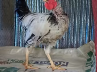 Chickens — फ़ोटो 1