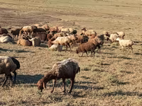 Ovejas (lote, sexo no especificado), Ovejas — foto 4