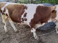 Bulle, Simmental cattle — Foto 5