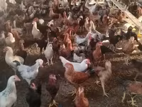 Chickens — फ़ोटो 1
