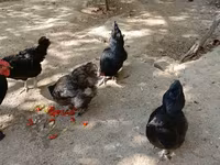 Chickens — 1-rasm