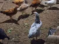 Chickens — الصورة 4