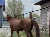 حصان, Thoroughbred horse — الصورة 1