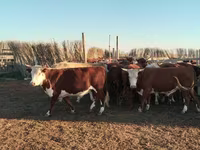 Бұқа, Simmental cattle — 1-сурет