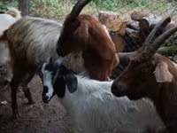 Billy Goat, Goats — photo 3