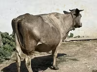 Cow, Cattle — photo 1