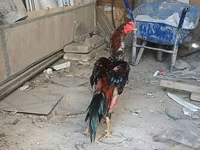 Chickens — Foto 3