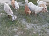Cabras (lote, sexo no especificado), Cabras — foto 4