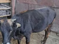Cow, Cattle — photo 3