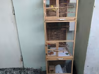 📢 SATILIR – 3 Mərtəbəli Taxta Qəfəs + 2 Cüt Məhəbbət Quşu Möhkəm və — foto 2
