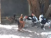 Yapon Bantam — 3-rasm