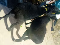 公羊, Sheep — 照片 2