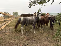 Hengst, Pferde — Foto 1